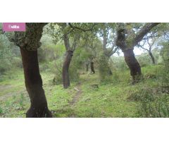 MAGNIFICA DEHESA PROXIMA A JEREZ DE LA FRONTERA