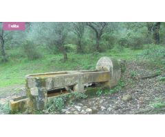 MAGNIFICA DEHESA PROXIMA A JEREZ DE LA FRONTERA