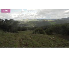MAGNIFICA DEHESA PROXIMA A JEREZ DE LA FRONTERA