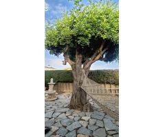 Chalet en Venta en Elche pedanias, Alicante