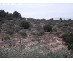 FINCA RUSTICA CON OLIVOS Y BUENAS VISTAS