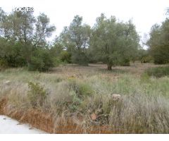 FINCAS CON OLIVOS Y PARTE PARA REGADIO CON POZO