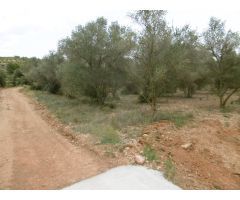 FINCAS CON OLIVOS Y PARTE PARA REGADIO CON POZO