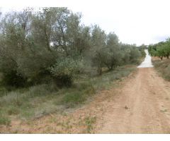 FINCAS CON OLIVOS Y PARTE PARA REGADIO CON POZO