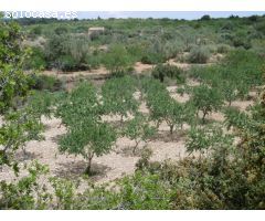 FINCAS CON OLIVOS Y PARTE PARA REGADIO CON POZO