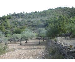 FINCA RUSTICA DE 11,8 HECTAREAS DE CULTIVO MEDITERRANEO EN  ZONA ELS IBARSOS CON MASIA Y ALMACEN