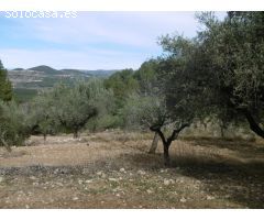 FINCA RUSTICA DE 11,8 HECTAREAS DE CULTIVO MEDITERRANEO EN  ZONA ELS IBARSOS CON MASIA Y ALMACEN