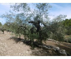 FINCA RUSTICA DE 11,8 HECTAREAS DE CULTIVO MEDITERRANEO EN  ZONA ELS IBARSOS CON MASIA Y ALMACEN