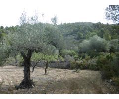 MASIA PARA REFORMAR CON TERRENO DE 118000 M2