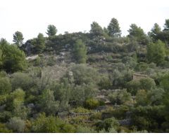 MASIA PARA REFORMAR CON TERRENO DE 118000 M2