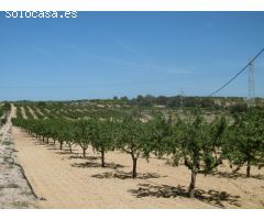FINCA RUSTICA CON POZO DE AGUA ABUNDANTE, BALSA, CASETA Y LUZ DE RED