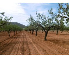 TERRENO RUSTICO CON CULTIVO DE ALMENDROS EN PLENA PRODUCCION