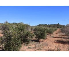 FINCA RUSTICA DE REGADIO CON ALJIBE DE 80.000 LITROS DE AGUA CON CULTIVO DE OLIVOS