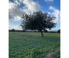 Parcela en Venta en Manacor, Islas Baleares