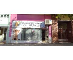 Local comercial en Alquiler en Zaragoza, Zaragoza