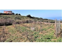 Finca rustica en Venta en Tacoronte, Santa Cruz de Tenerife
