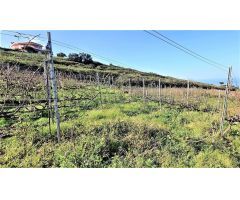 Finca rustica en Venta en Tacoronte, Santa Cruz de Tenerife