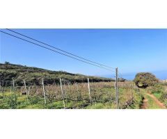 Finca rustica en Venta en Tacoronte, Santa Cruz de Tenerife