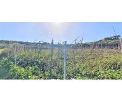 Finca rustica en Venta en Tacoronte, Santa Cruz de Tenerife