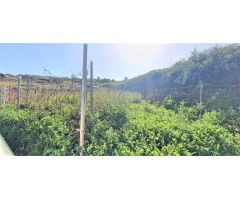 Finca rustica en Venta en Tacoronte, Santa Cruz de Tenerife