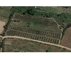 CASTELLÓ DE RUGAT (VALENCIA) - PARCELA - SE VENDE