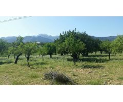 Finca Rustica con mucho terreno campanet