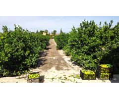 Finca rustica en Venta en Redován, Alicante