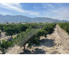 Finca rustica en Venta en Redován, Alicante