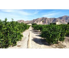 Finca rustica en Venta en Redován, Alicante