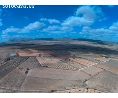Finca rustica en Venta en Yecla, Murcia
