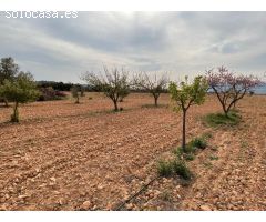 Finca rustica en Venta en Yecla, Murcia
