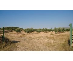 Finca rustica en Venta en Yecla, Murcia