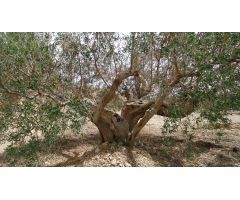 Finca rustica en Venta en Abanillas, Murcia