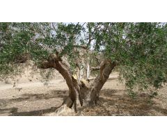 Finca rustica en Venta en Abanillas, Murcia