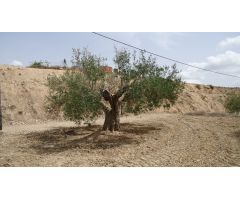 Finca rustica en Venta en Abanillas, Murcia