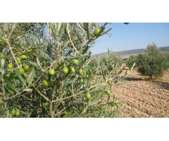 Finca rustica en Venta en Yecla, Murcia