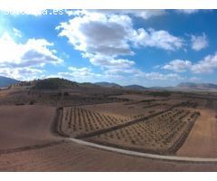 Finca rustica en Venta en Yecla, Murcia