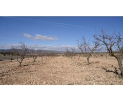 Finca rustica en Venta en Yecla, Murcia