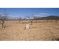 Finca rustica en Venta en Yecla, Murcia