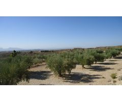 Finca rustica en Venta en Abanillas, Murcia