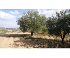 Finca rustica en Venta en Yecla, Murcia