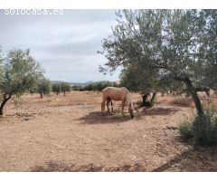 Finca rustica en Venta en Puertollano, Ciudad Real