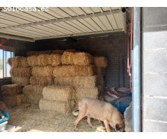 Finca rustica en Venta en Puertollano, Ciudad Real