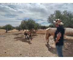 Finca rustica en Venta en Puertollano, Ciudad Real