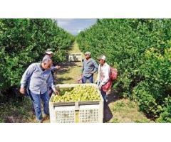 Esplendida finca rústica con casa, balsa ,etc..de 150 hectareas con limones Verna y mandarinas Afure