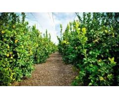 Esplendida finca rústica con casa, balsa ,etc..de 150 hectareas con limones Verna y mandarinas Afure