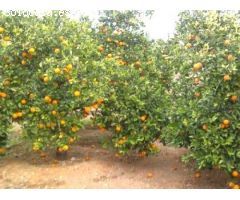 Esplendida finca rústica con casa, balsa ,etc..de 150 hectareas con limones Verna y mandarinas Afure