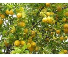 Esplendida finca rústica con casa, balsa ,etc..de 150 hectareas con limones Verna y mandarinas Afure