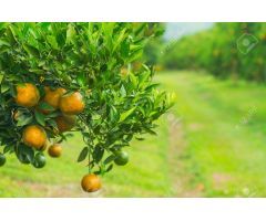 Esplendida finca rústica con casa, balsa ,etc..de 150 hectareas con limones Verna y mandarinas Afure