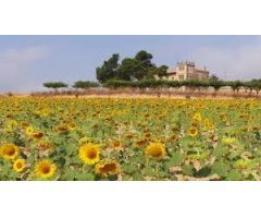 Finca de secano de 847 hectareas con vivienda de 360m2 y almacen